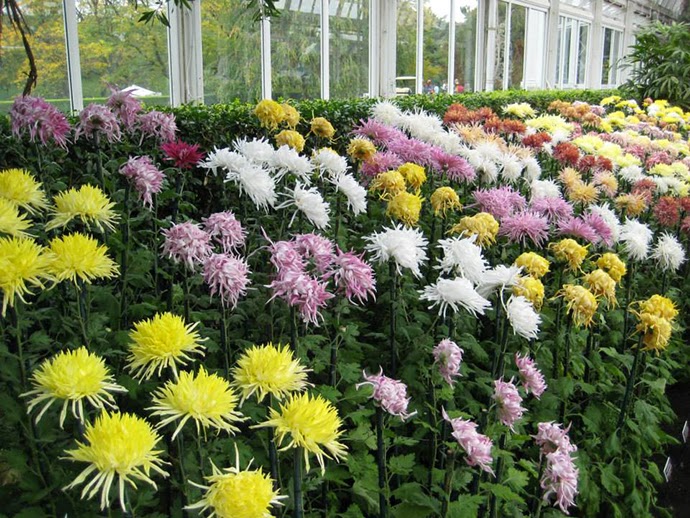 NYBG: Kiku Japanese Garden Show