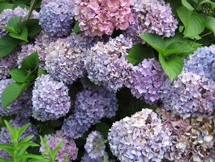 Free: Botanic(al) Gardens