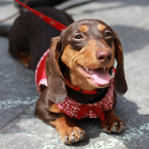 Dachshund Fest 2017