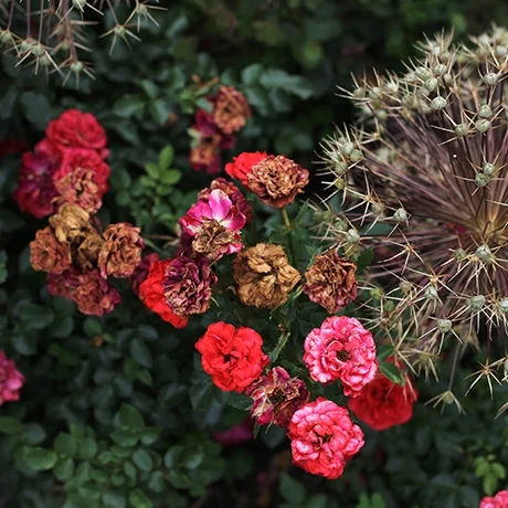 NYBG: Roses