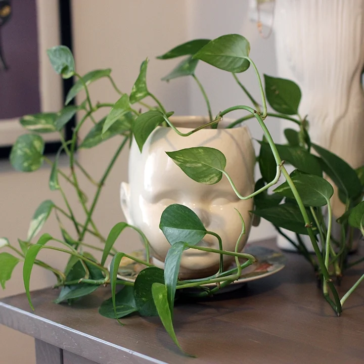 Project 365: Days 204-210