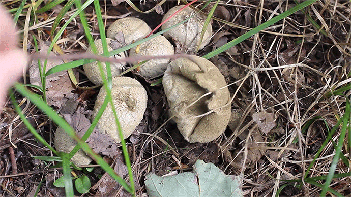 mushroom.gif