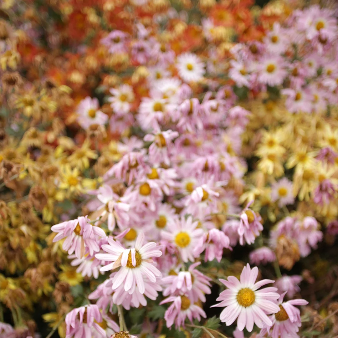 Korean Chrysanthemums