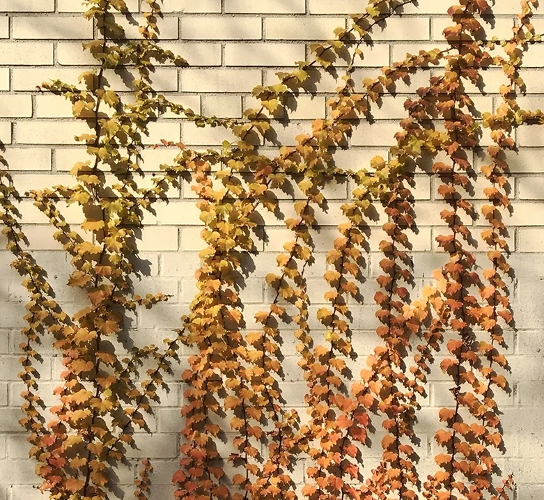 Project 365: Days 323-336