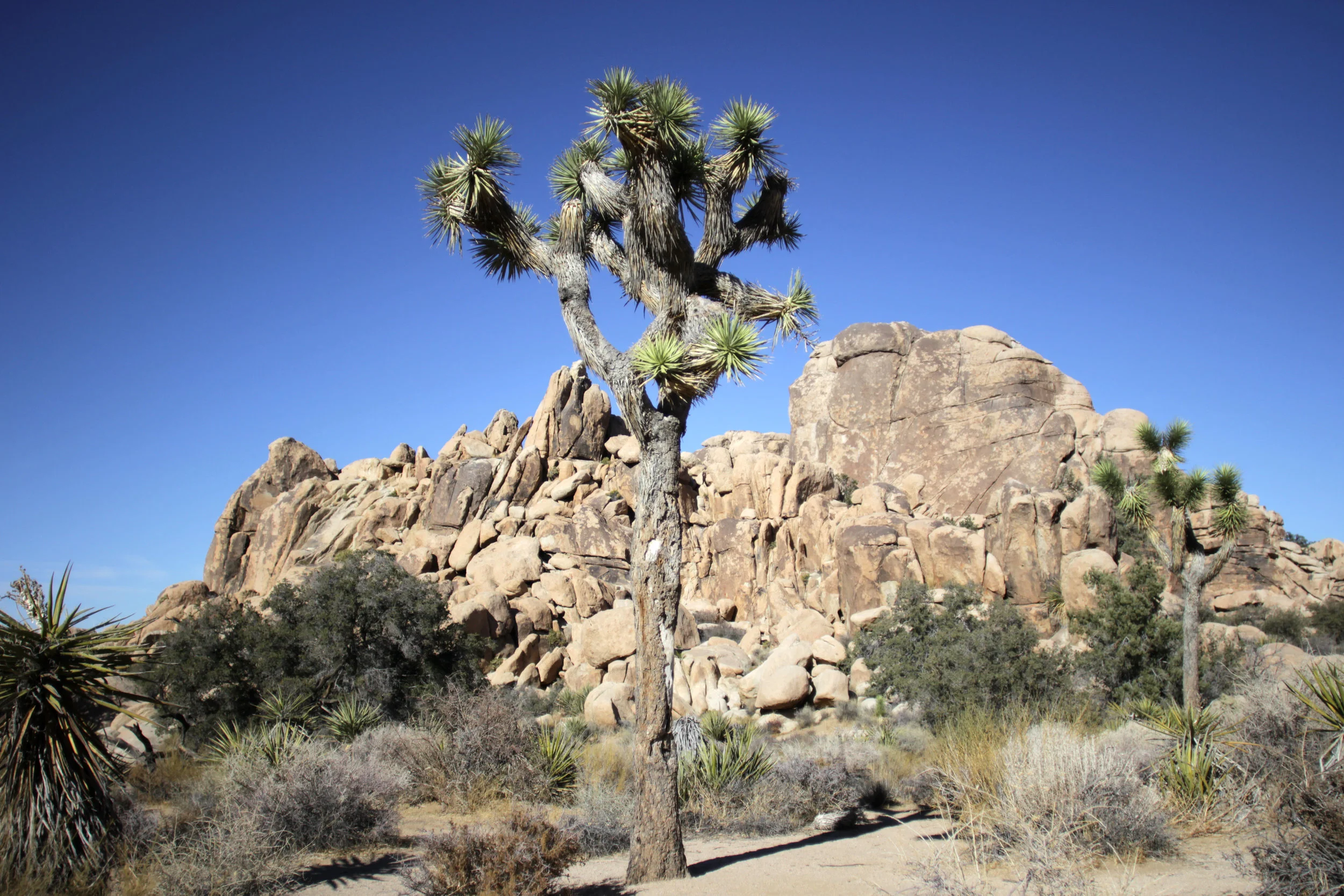 Joshua Tree