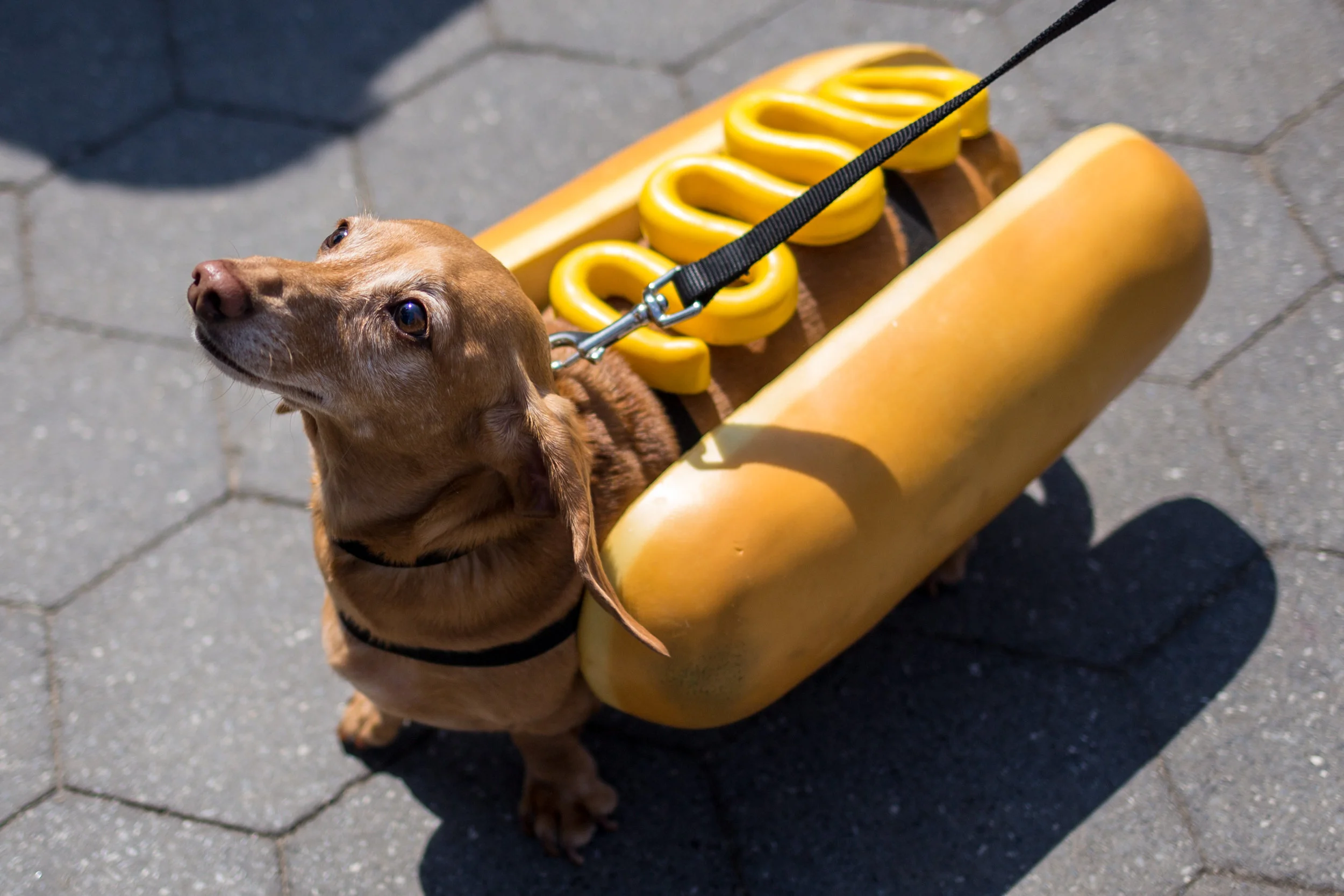 Dachshund Fest 2018