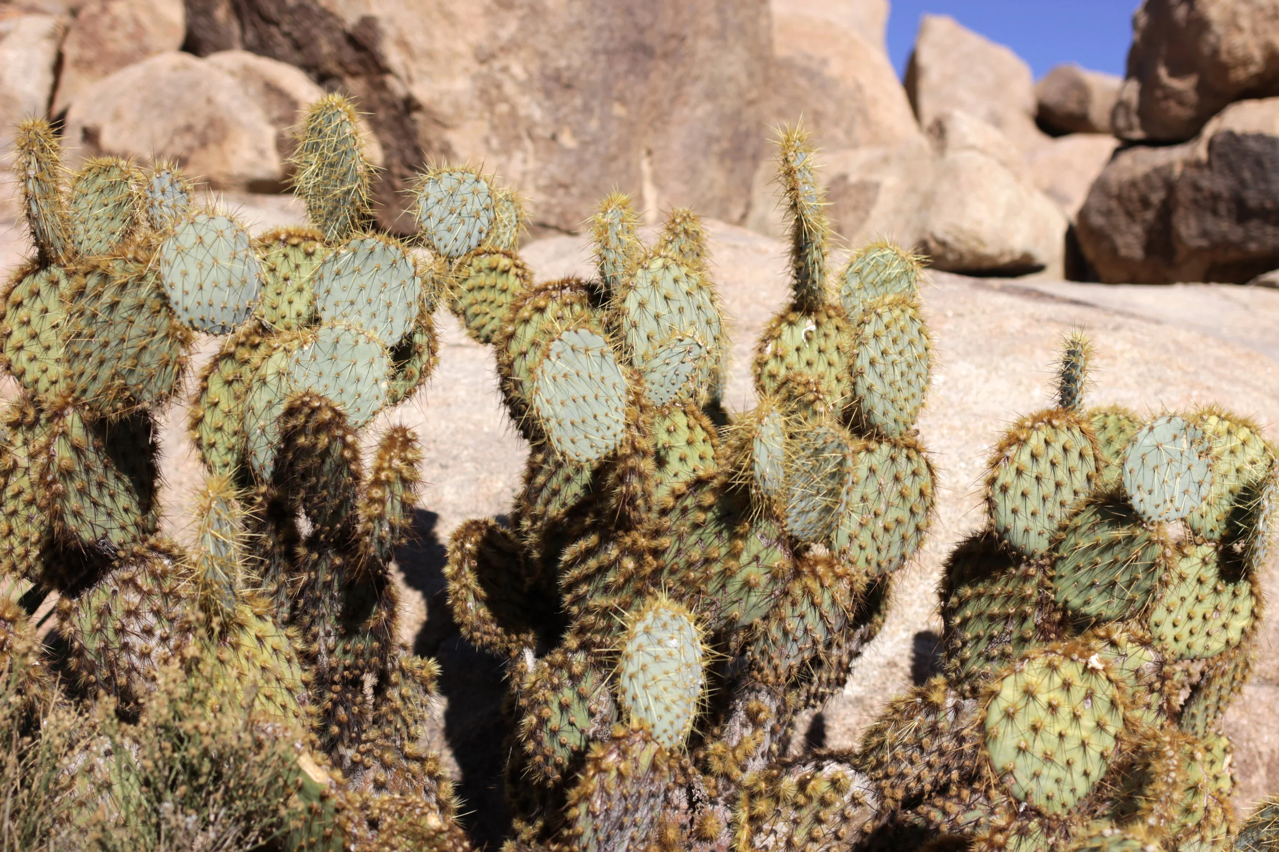 Project 365: Days 342-365