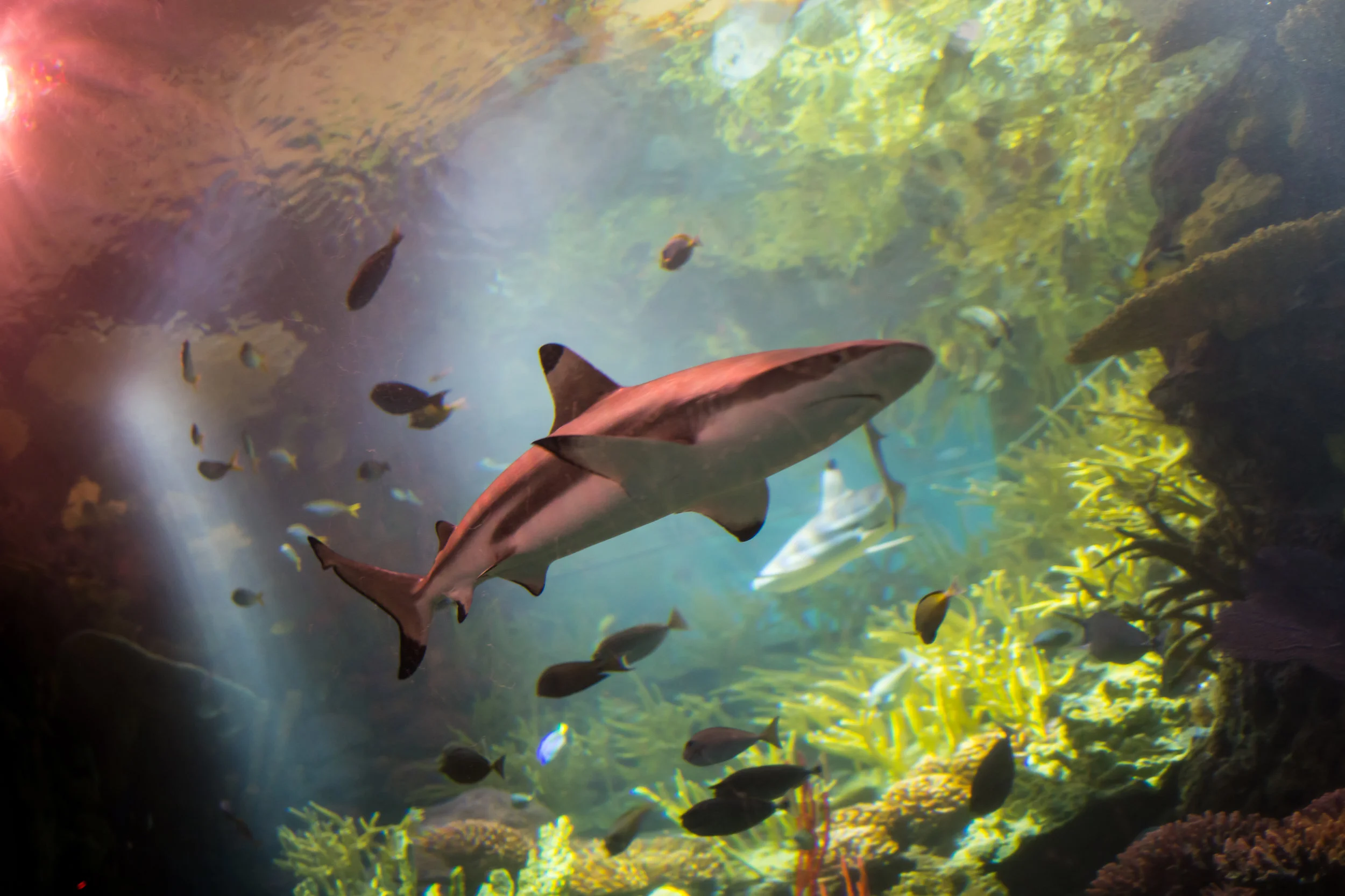 New York Aquarium: Sharks!