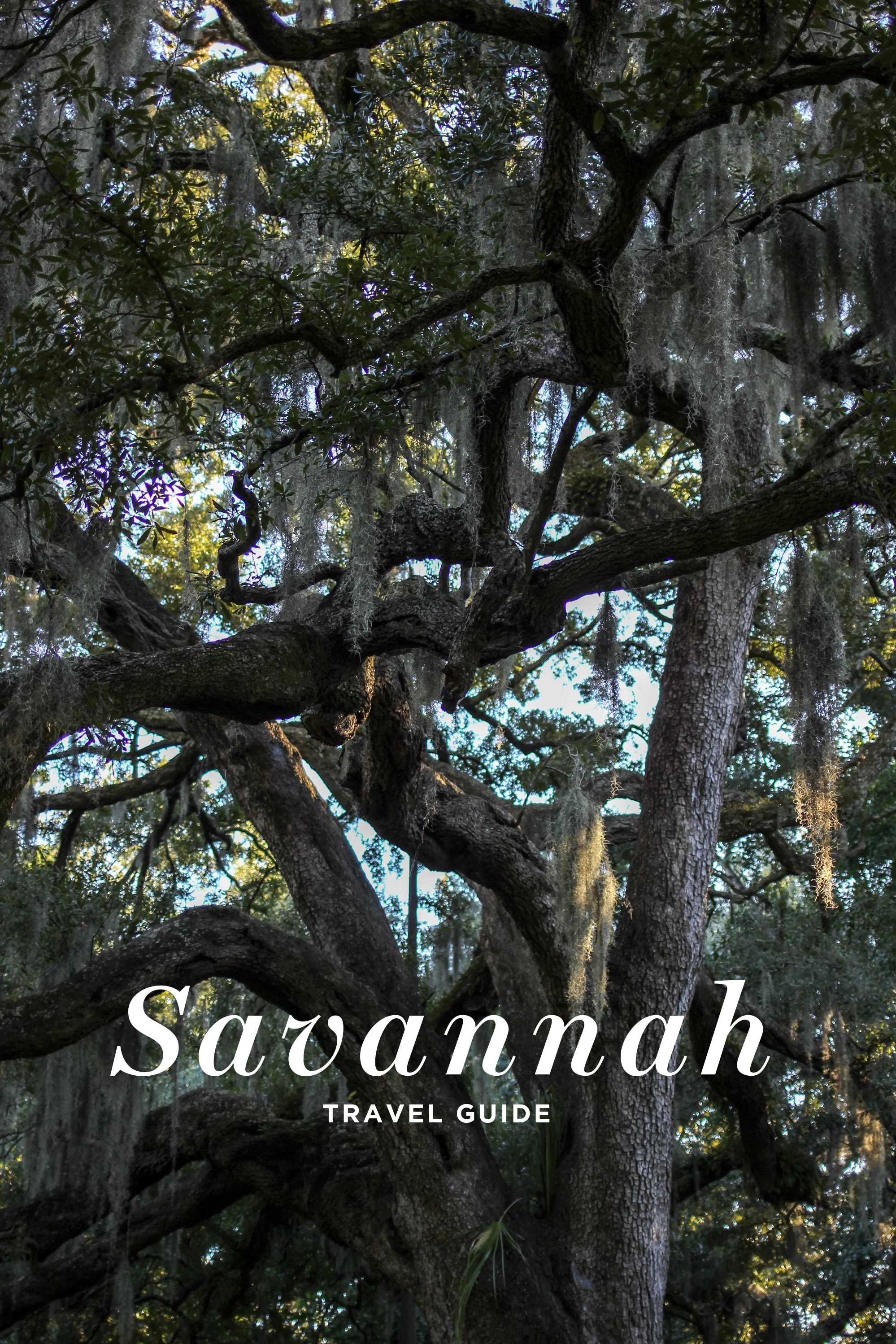 savannah_tg.jpg