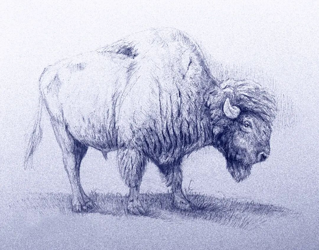 Bison sketch. 9x12 pen drawing