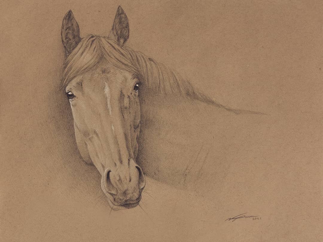 New horse portrait. 12x9 pencil drawing on toned paper. 

#horse #horsedrawing #drawing #pencildrawing #pencilart #animalart