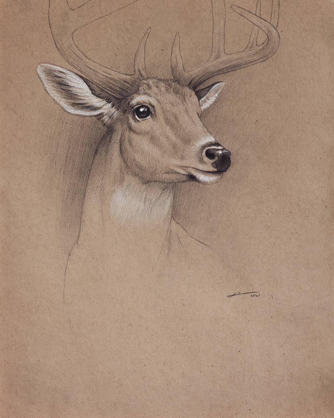 Whitetail Deer traditional pencil drawing on 9x12 toned paper. From an old tablet drawing I did years ago. #pencildrawing #drawing #traditionalart #animalart