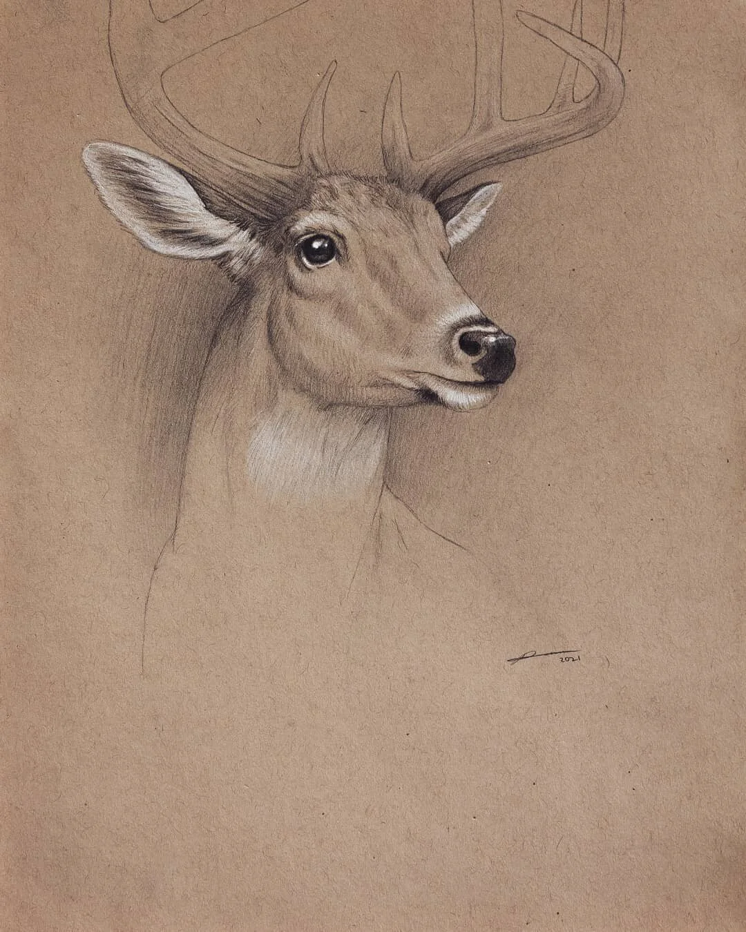 Whitetail Deer traditional pencil drawing on 9x12 toned paper. From an old tablet drawing I did years ago. #pencildrawing #drawing #traditionalart #animalart