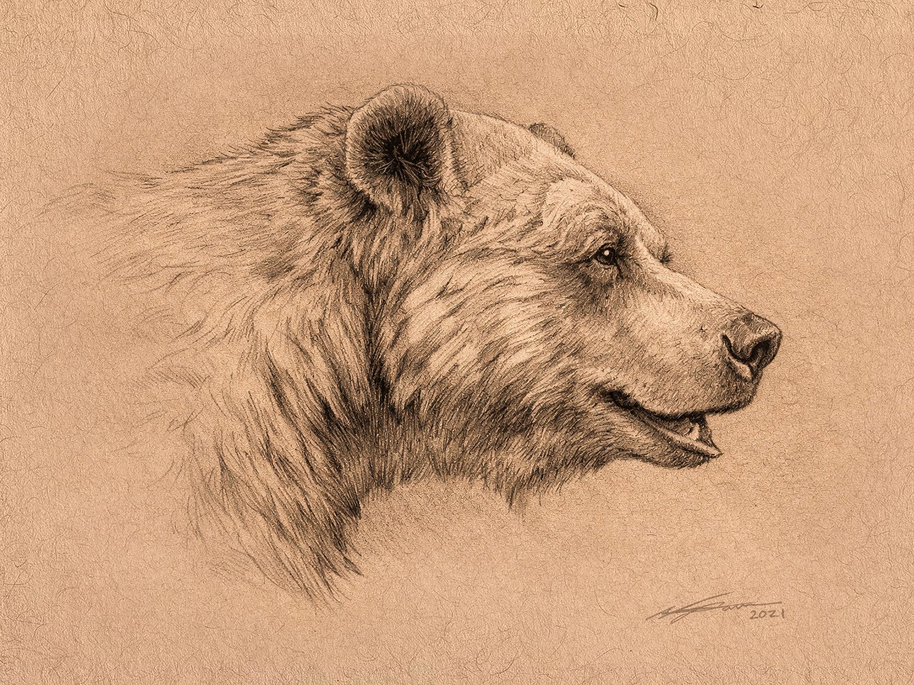 Bear_Portrait_2026.jpg