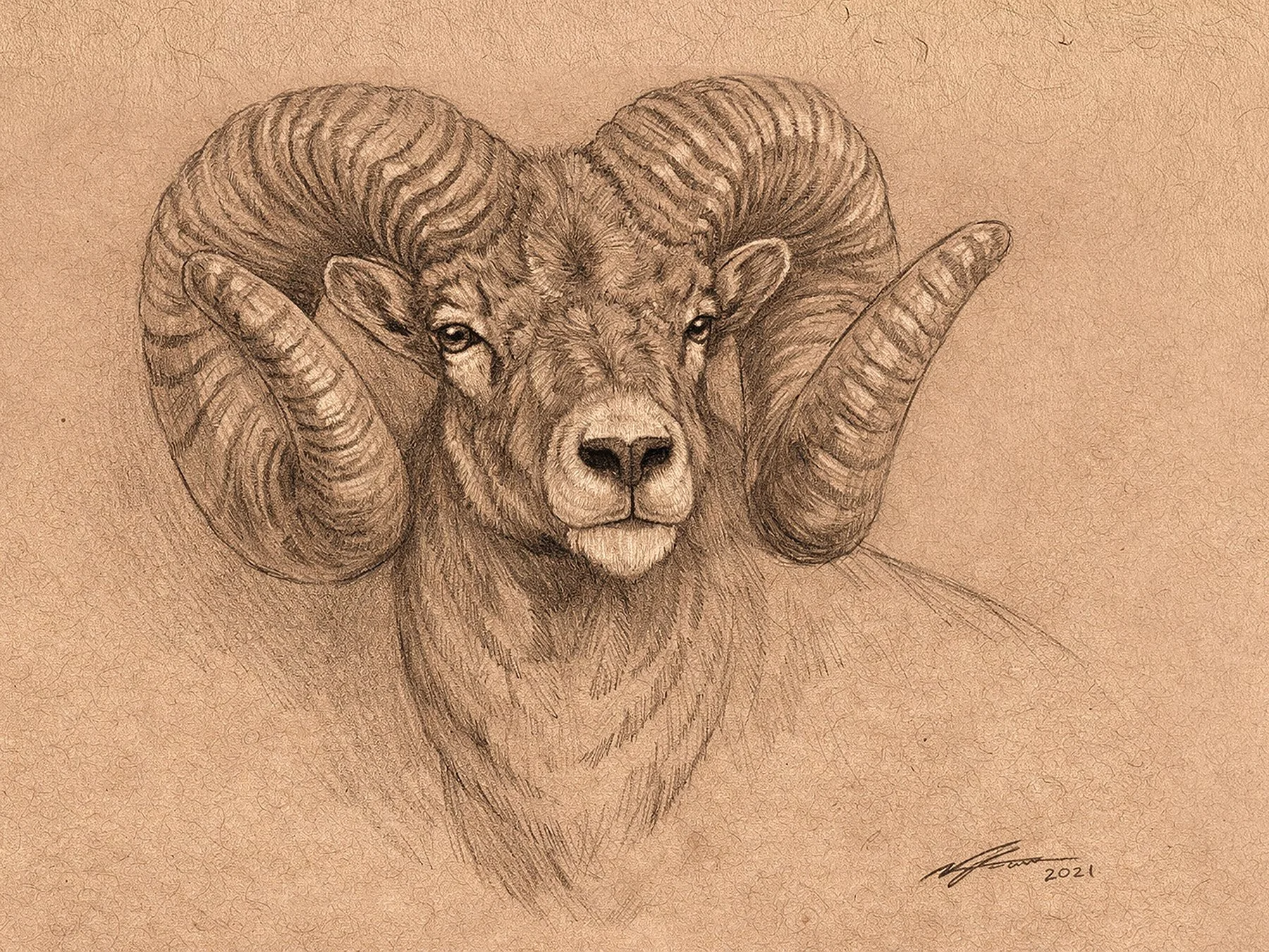 Bighorn_Portrait_2026.jpg