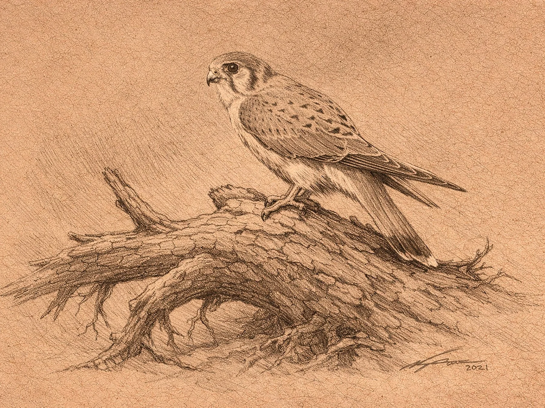 Birds_Kestrel_2026.jpg