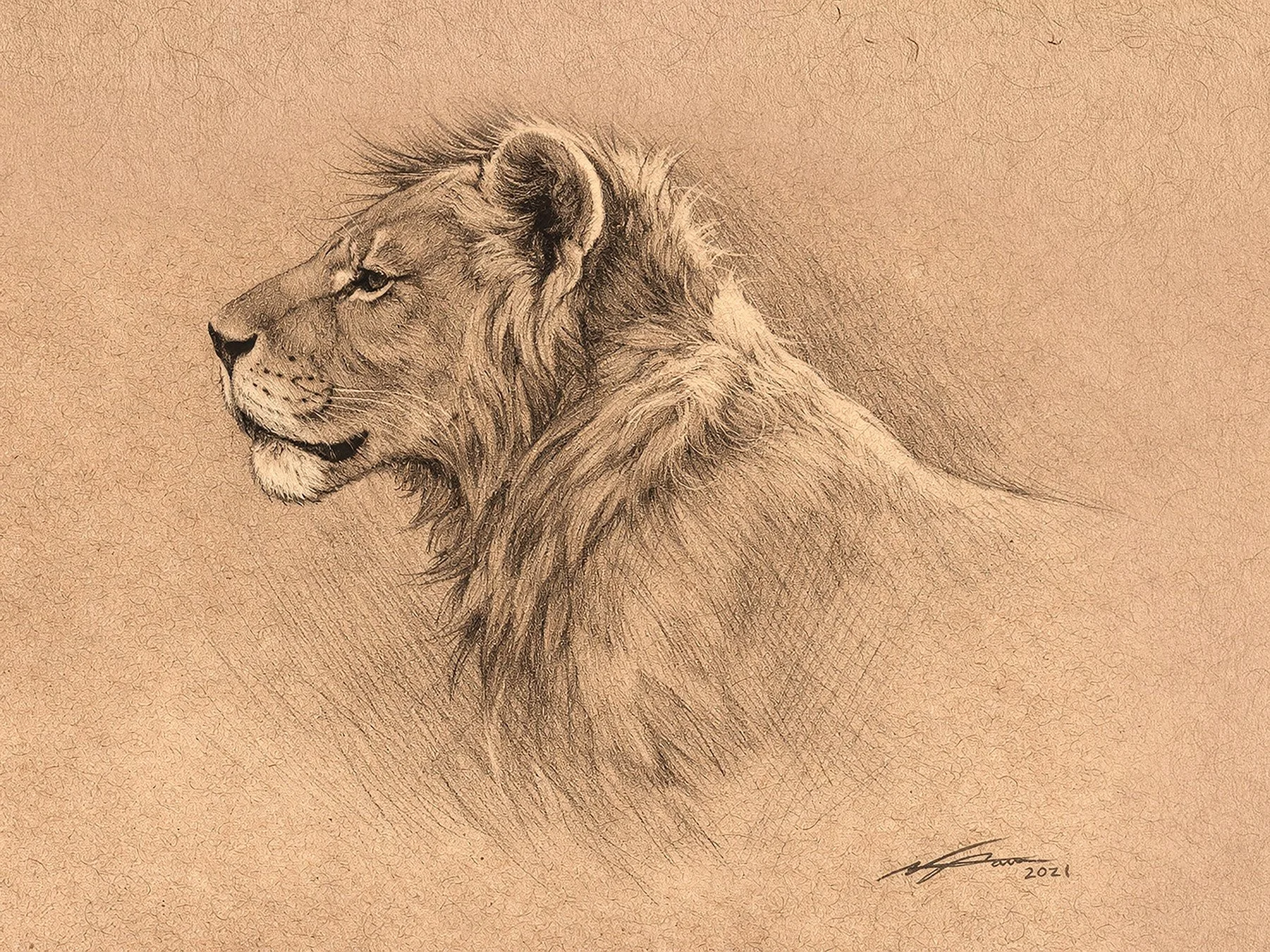 Lion_YoungPortrait_2026.jpg