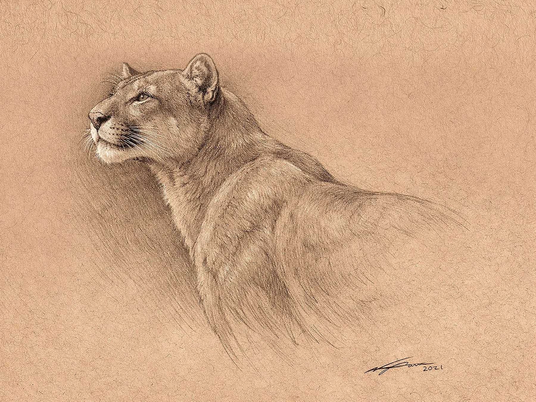 MountainLion_Portrait_2026.jpg