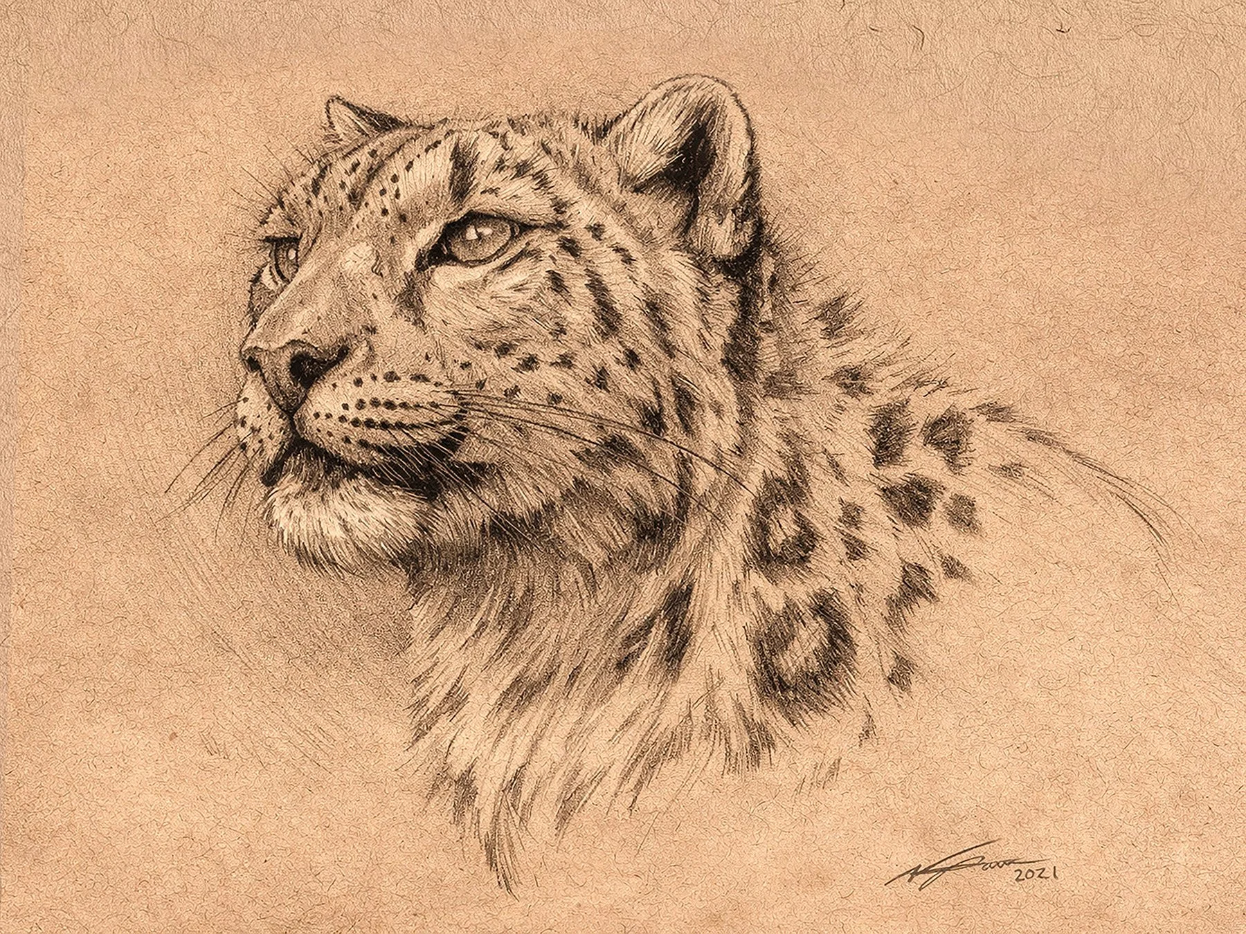 SnowLeopard_Portrait.jpg