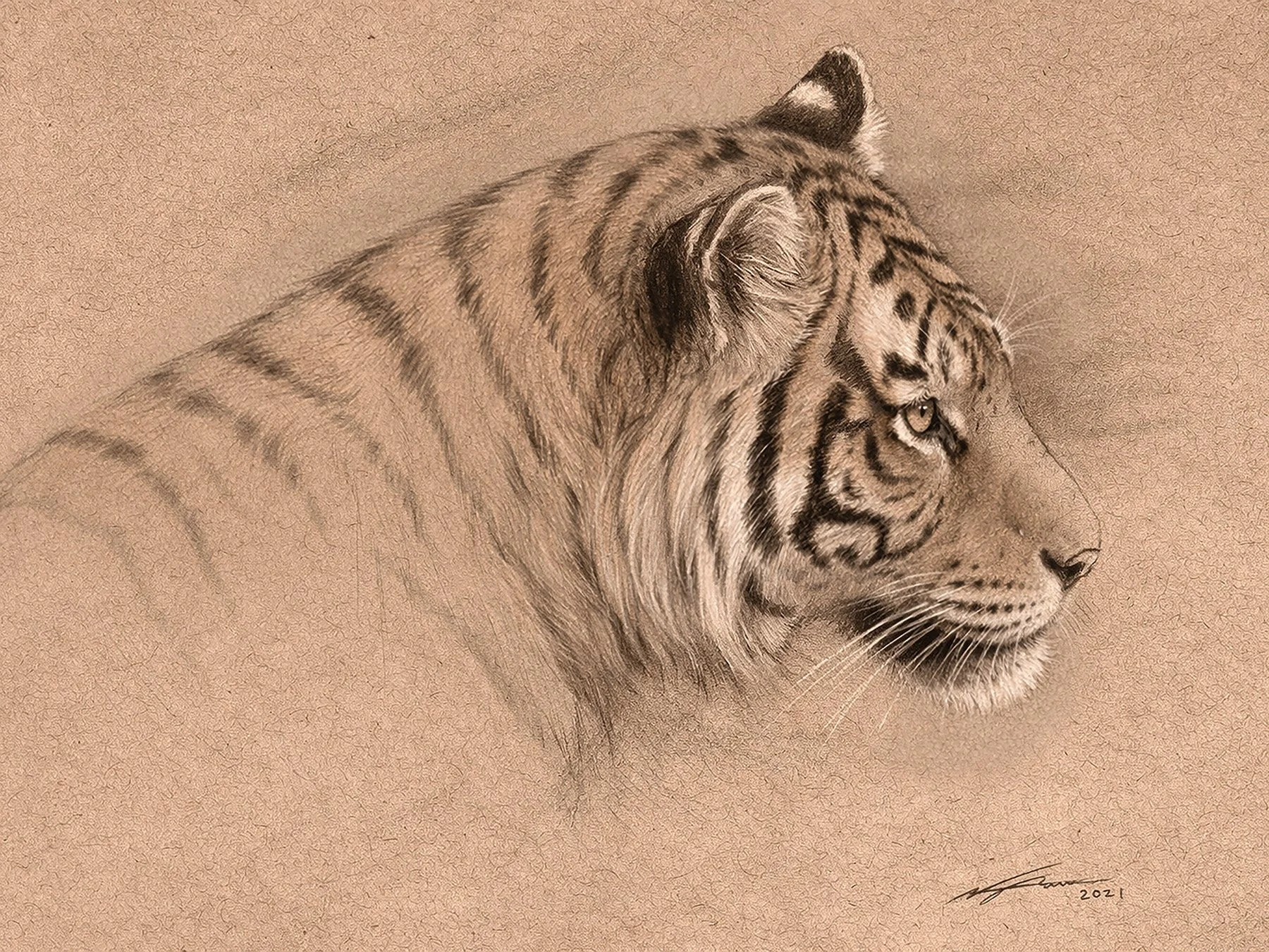 Tiger_Portrait_2026.jpg