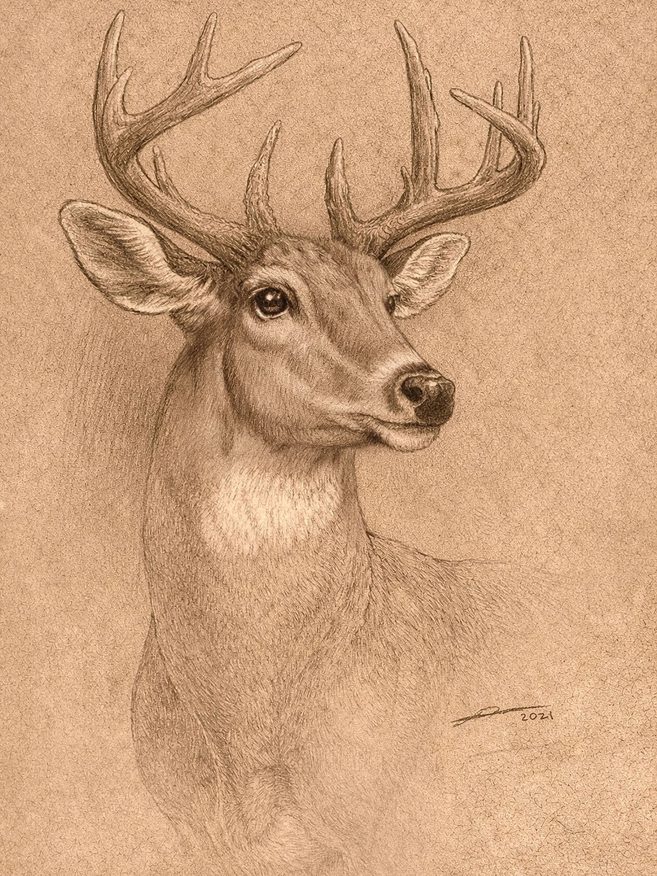 Deer_2026.jpg