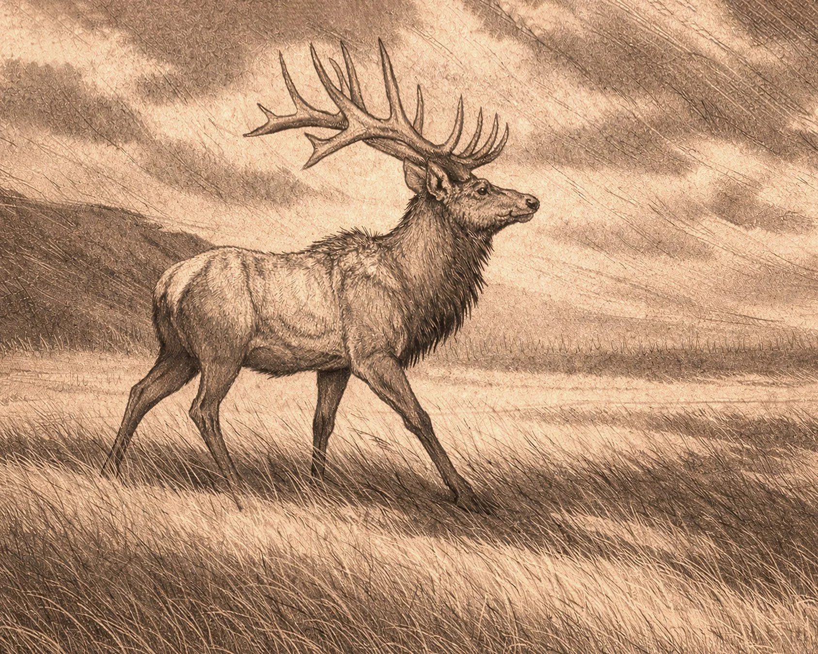 Elk_Field_2026.jpg