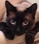 Frankie - Team Mascot