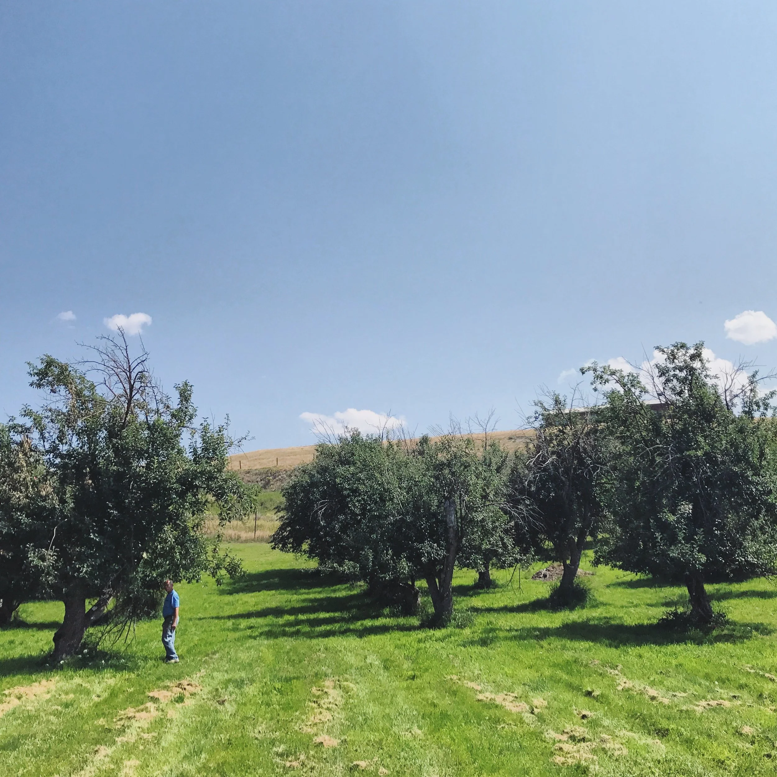 MONTANA HERITAGE ORCHARD PROGRAM