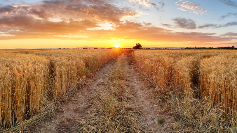 AGRICULTURAL CASH RENT TRENDS IN IDAHO, OREGON, AND WASHINGTON