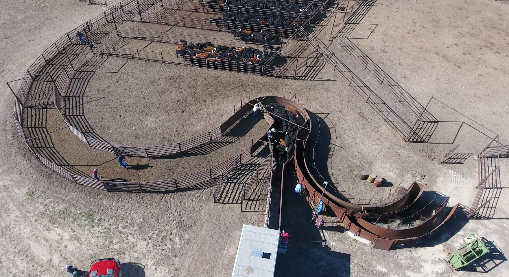 Temple Grandin design of curved single file chute with solid sides to block the animal's vision.