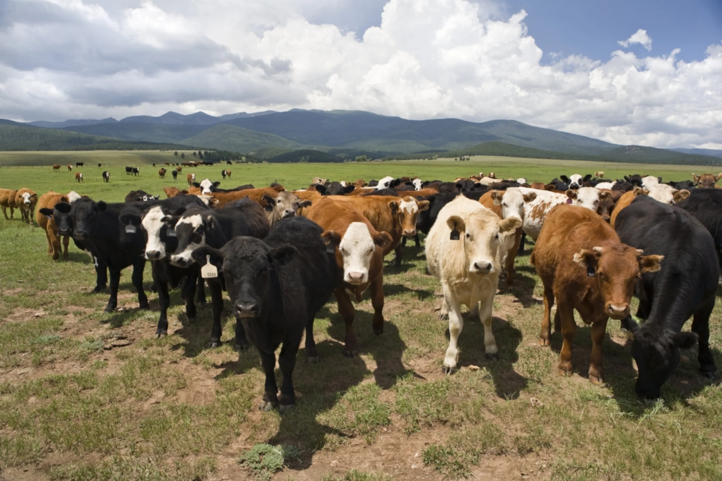 SYSTEMS APPROACH TO LAND AND CATTLE