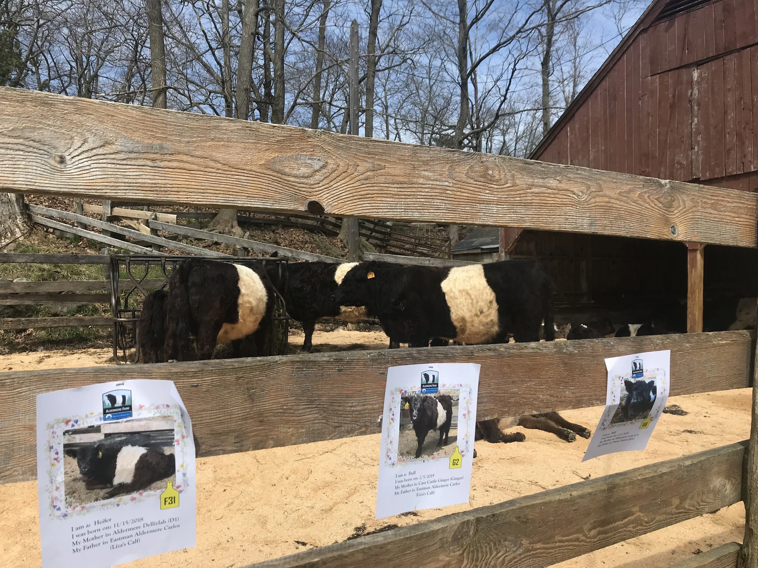 WORKING FARMS IN MAINE