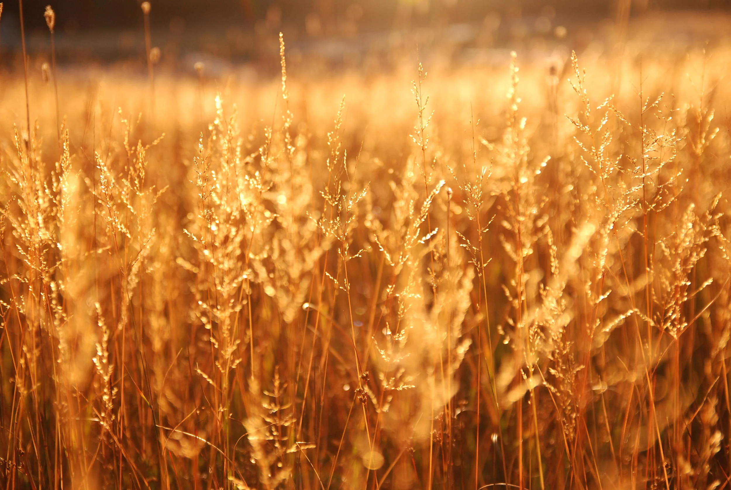 RCPP FUNDING AVAILABLE FOR LANDOWNER CONSERVATION EFFORTS