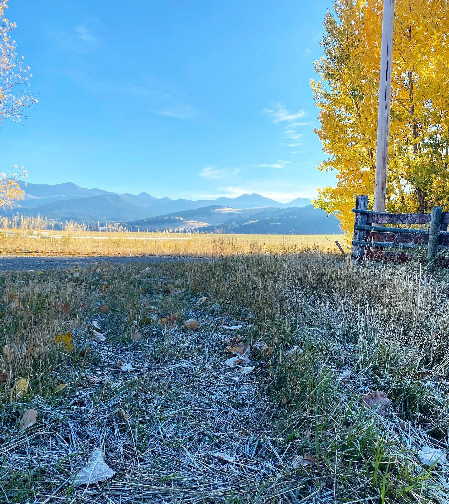 Sharing the first frost with neighbors as we soaked up the abundant morning sunshine and sorted calves for shipping. There&rsquo;s something so integral to the sustainability of community about these mornings, the way they still happen, people from a