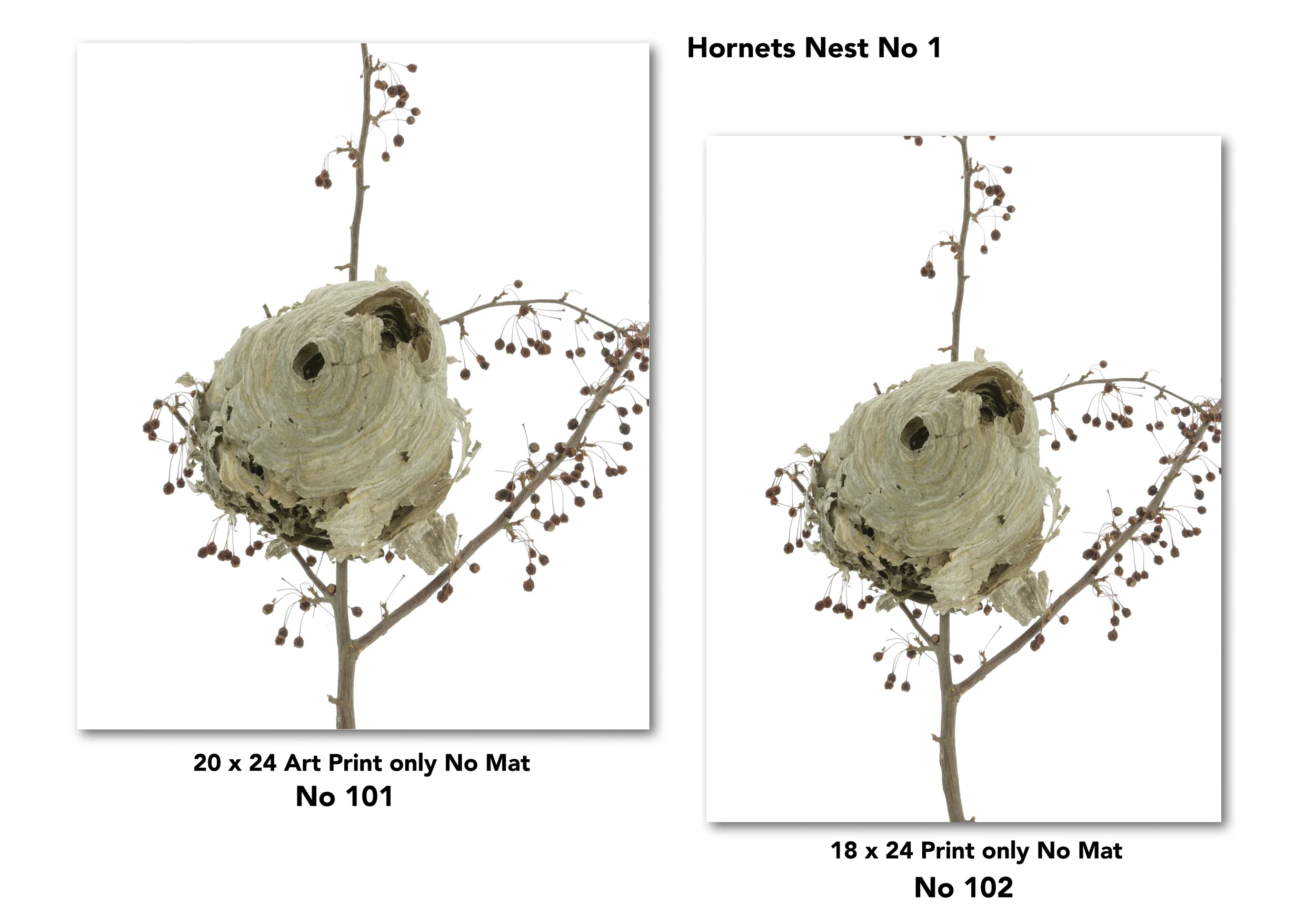 4 Nest for Web Page for drop shadow.jpg