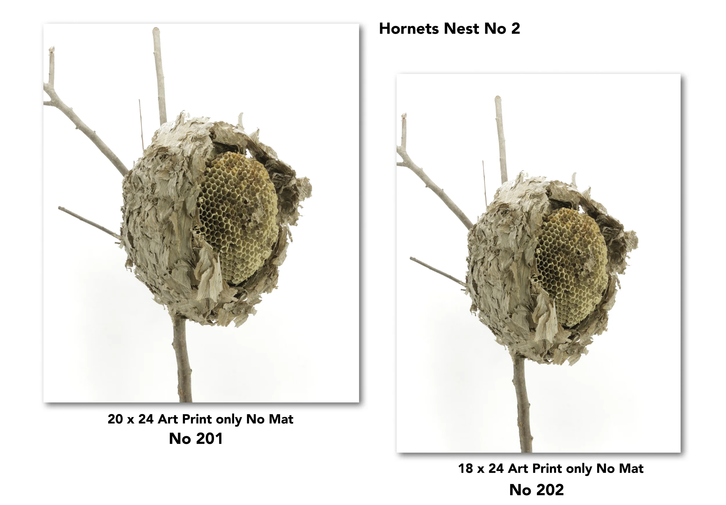 4 Nest for Web Page for drop shadow5.jpg