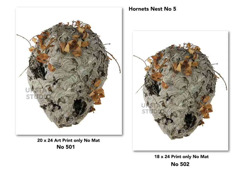 2 Nest # 5 for Web Page for drop shadow.jpg