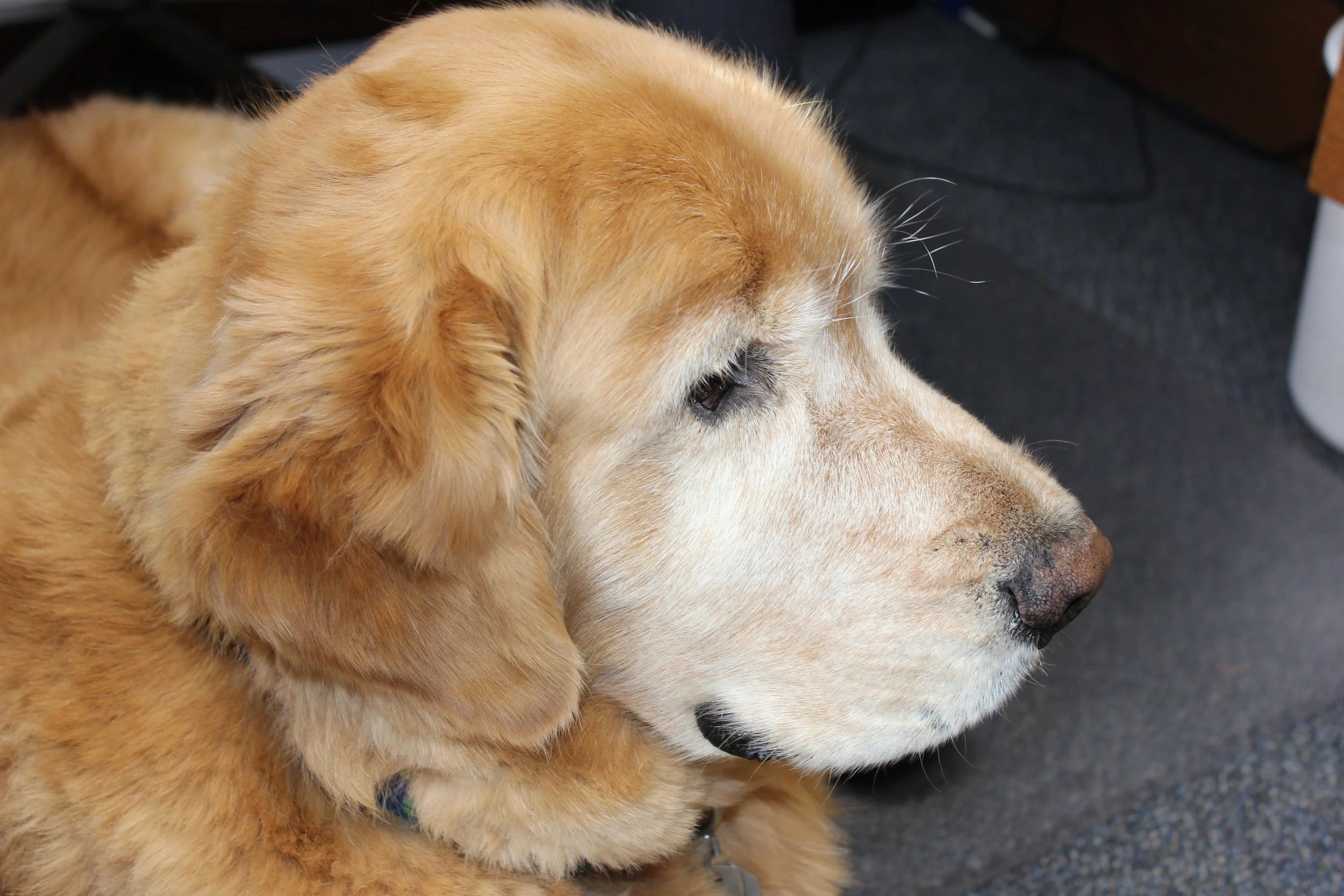 Bruiser - Office Mascot