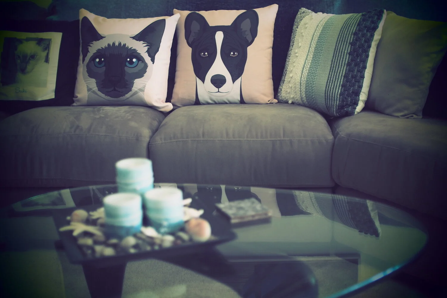 cats+dogs