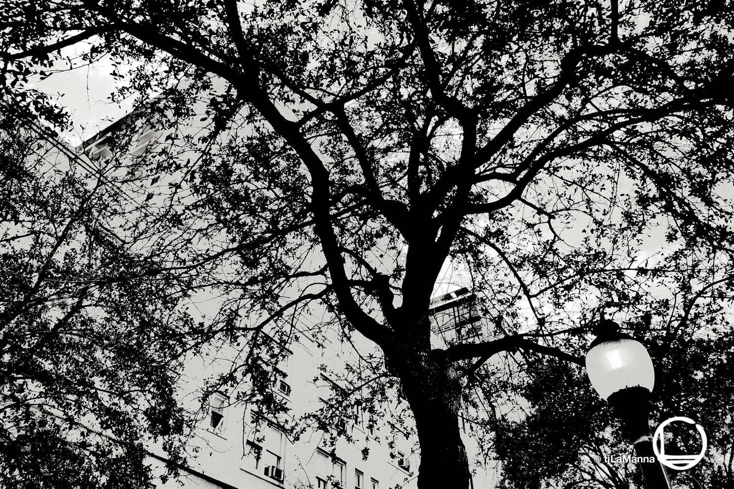 P1100606_©TjLaManna.jpg
