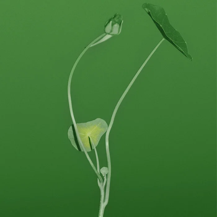 Farallons "Plant Life" double vinyl 