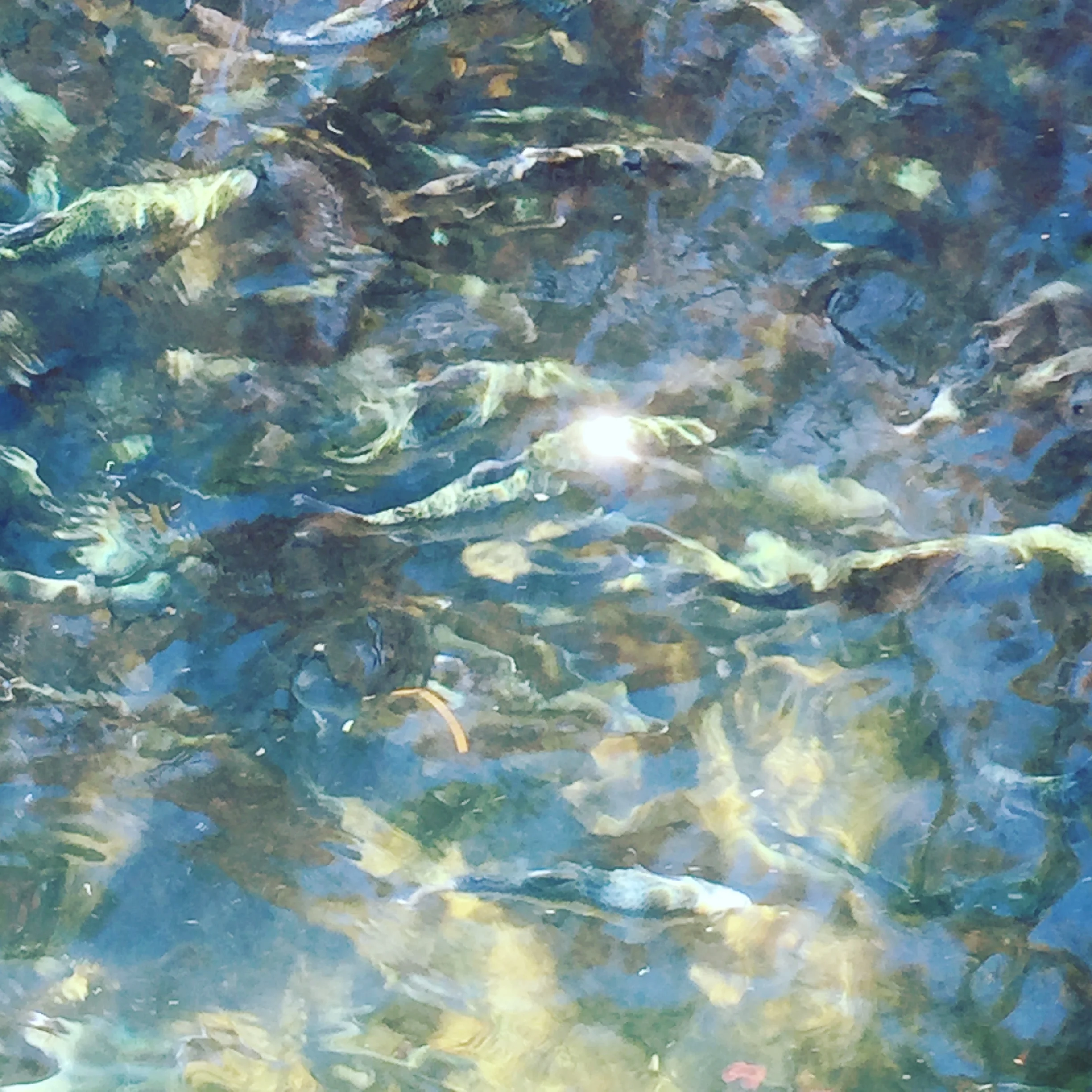 Trout in Sunshine