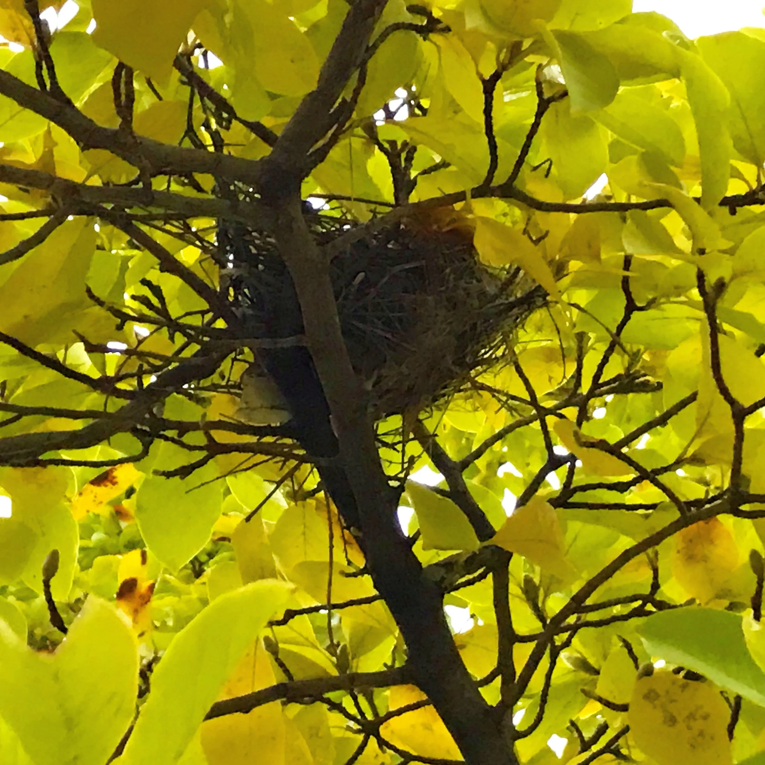 Birds Nest in the Fall