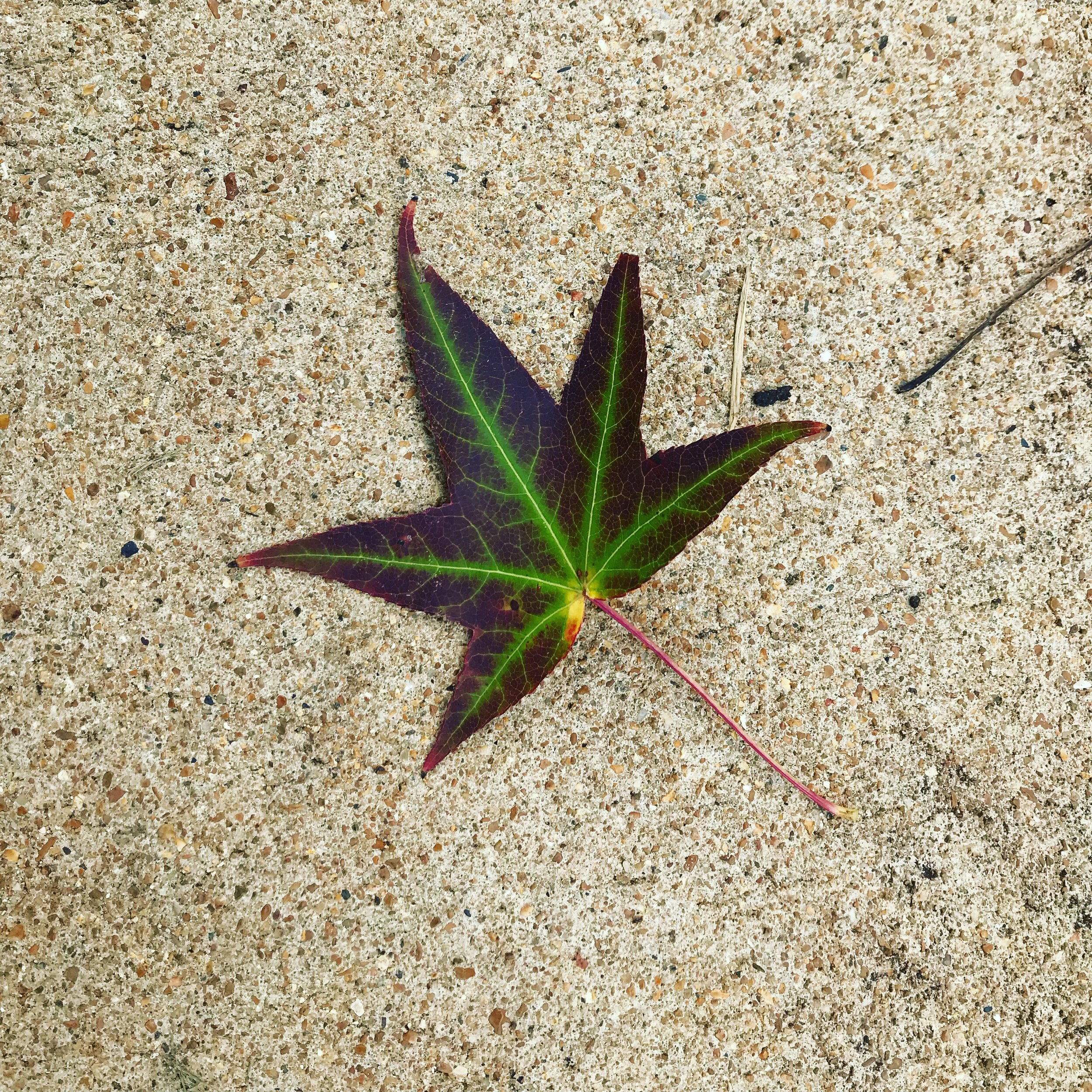 The Beginning of Autumn