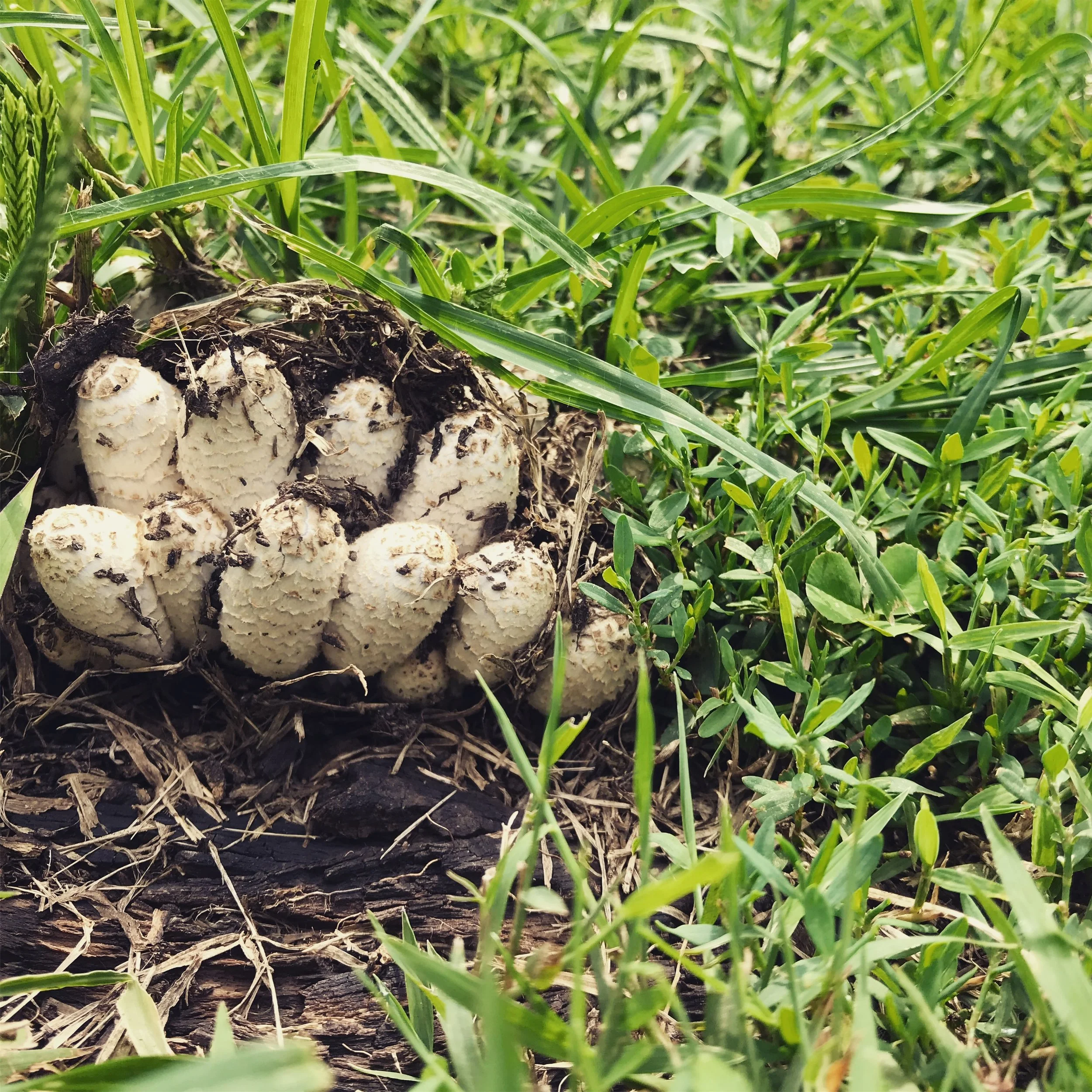 Mushroom Fellowship