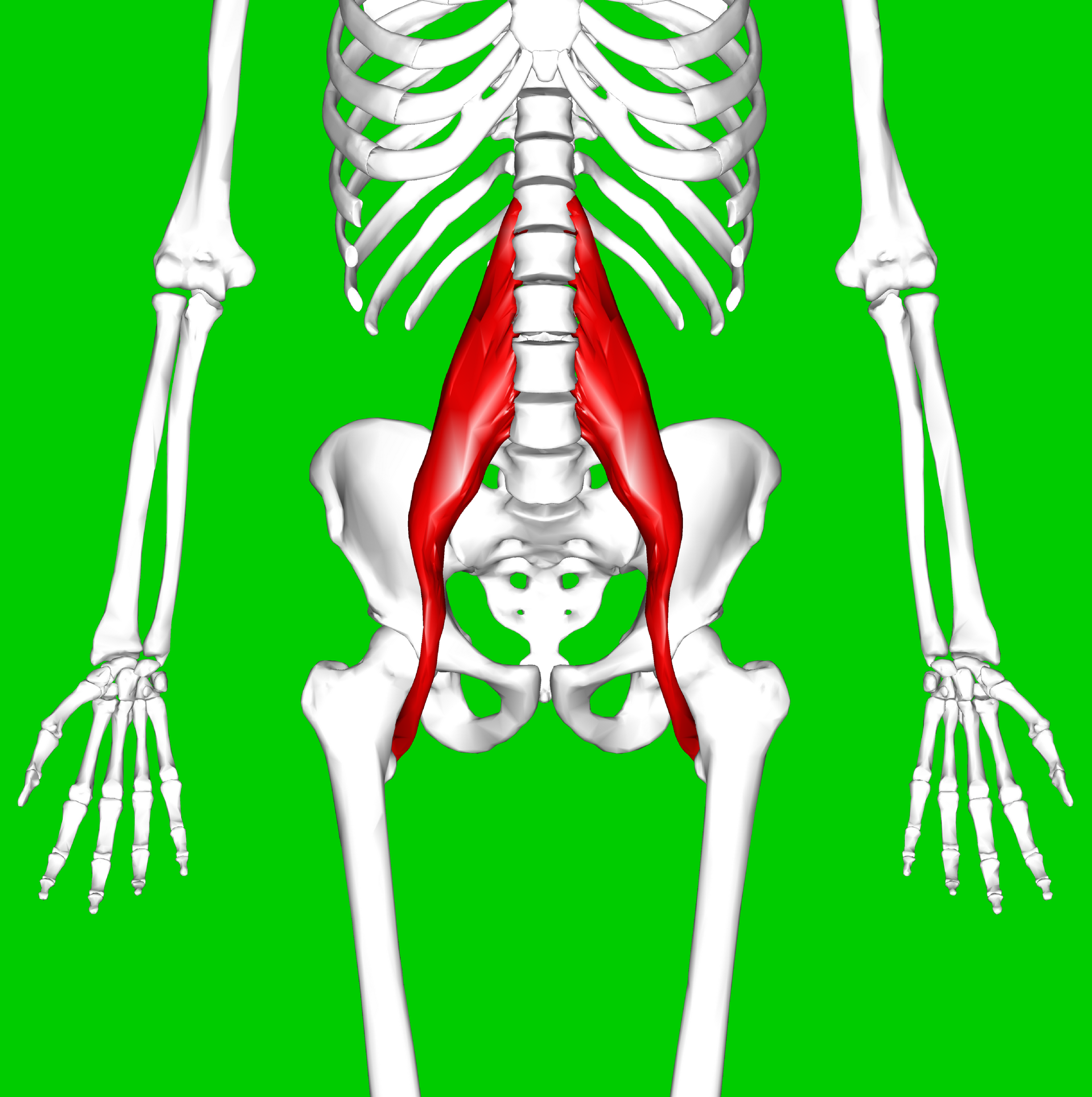 psoas.png