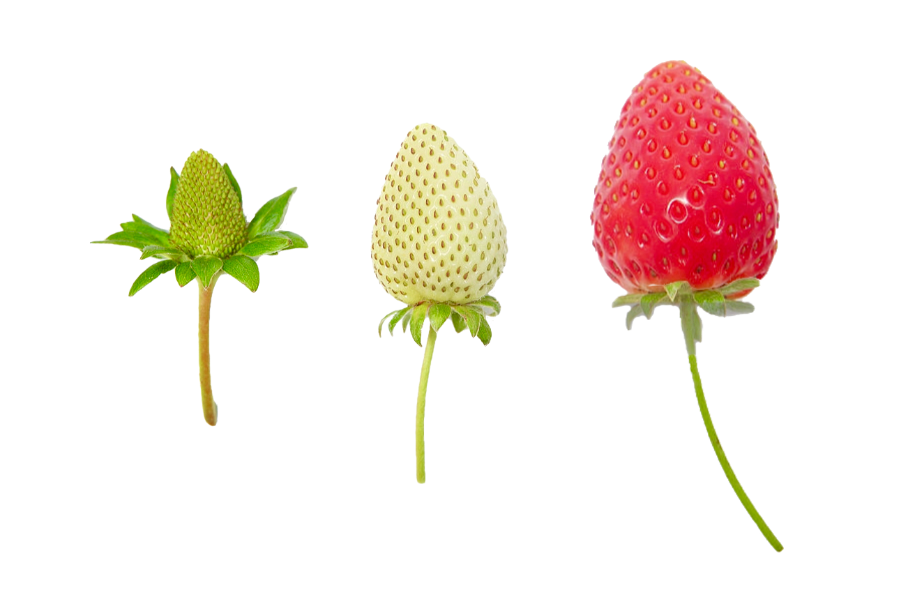 NewBerries.png