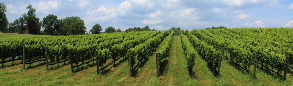 vineyard.jpg