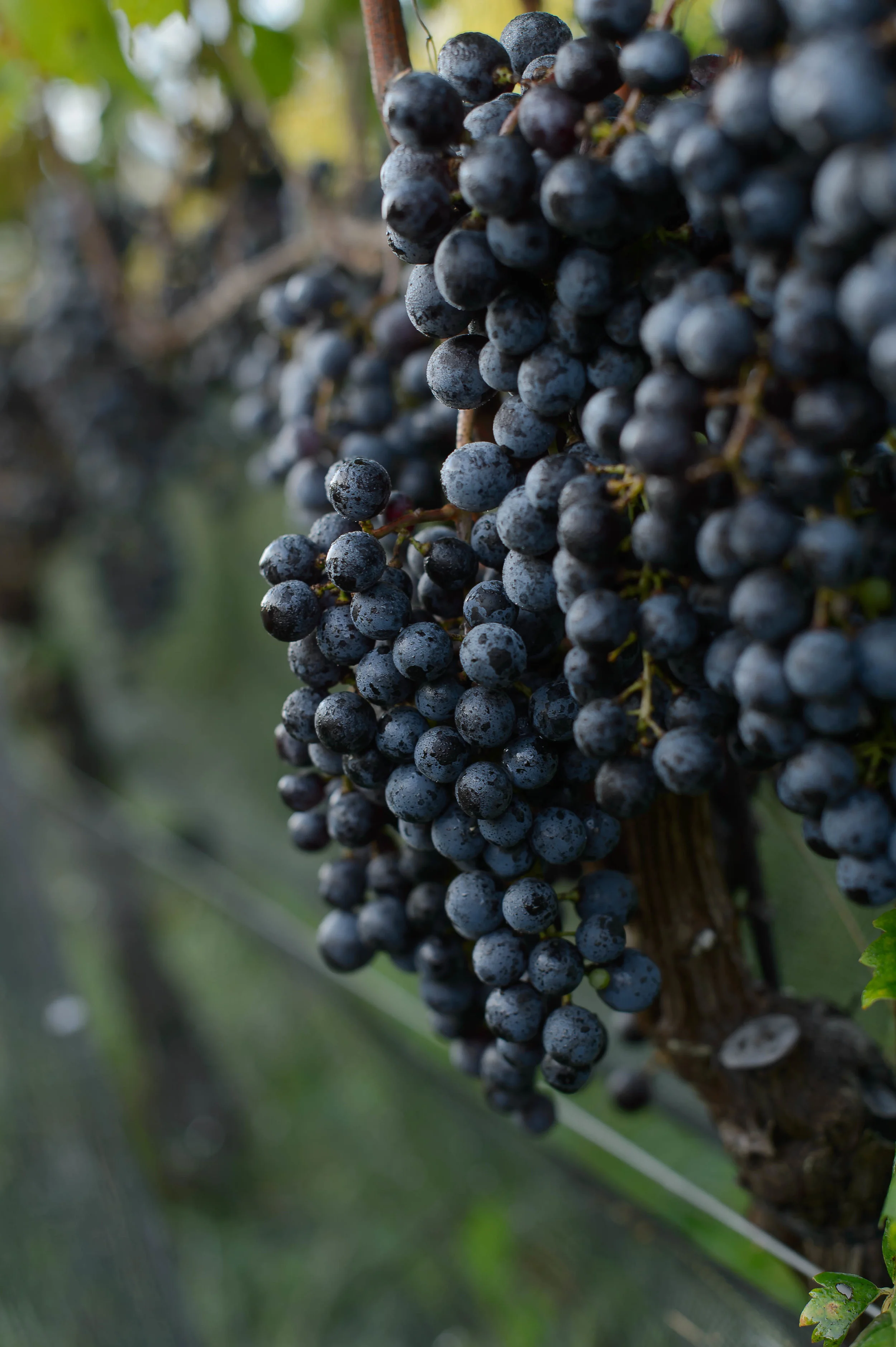 Dodon Vineyards 059.jpg
