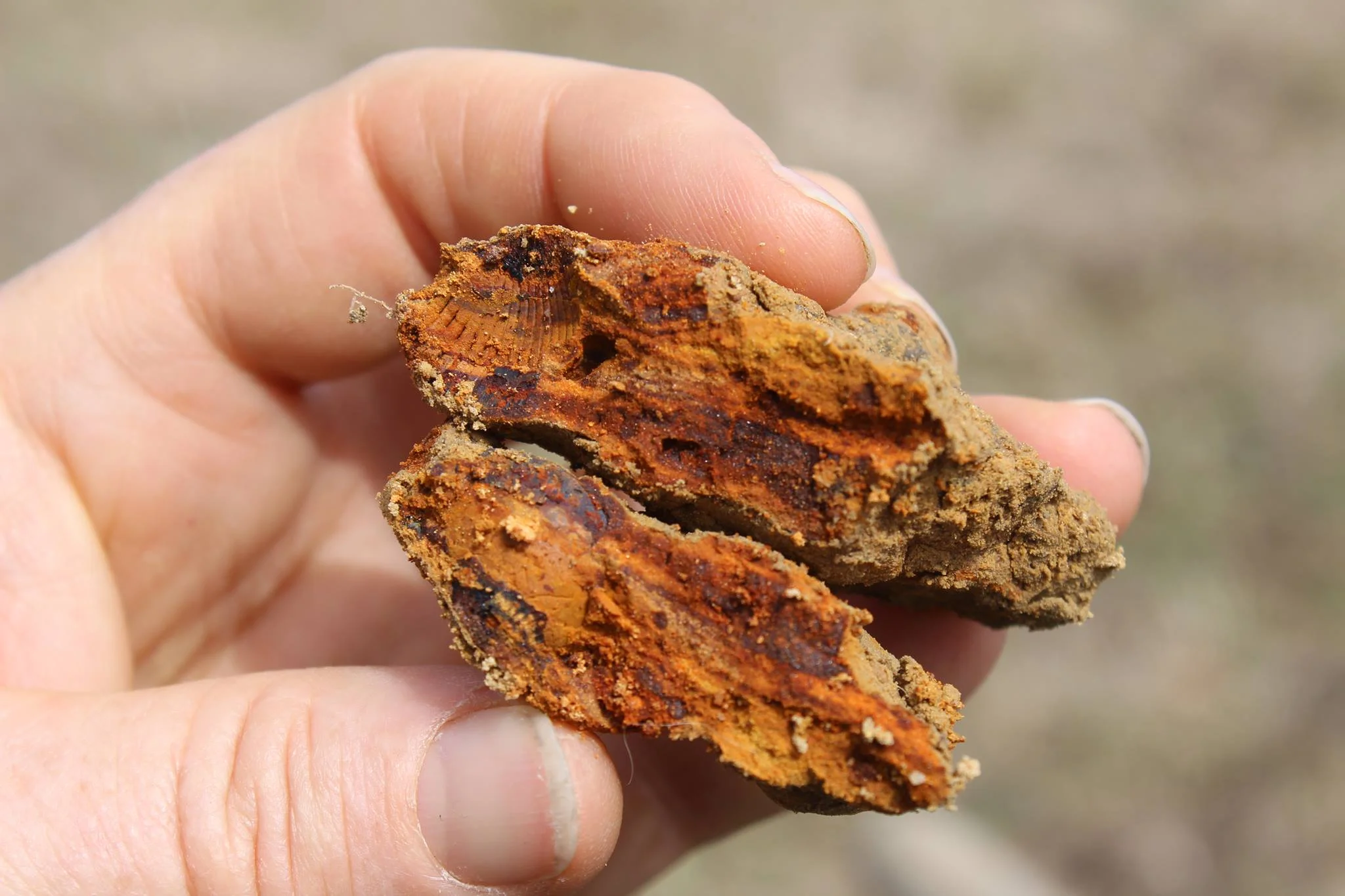 Shell Fossil.jpg